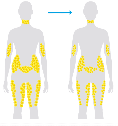 Fettceller i människans kropp